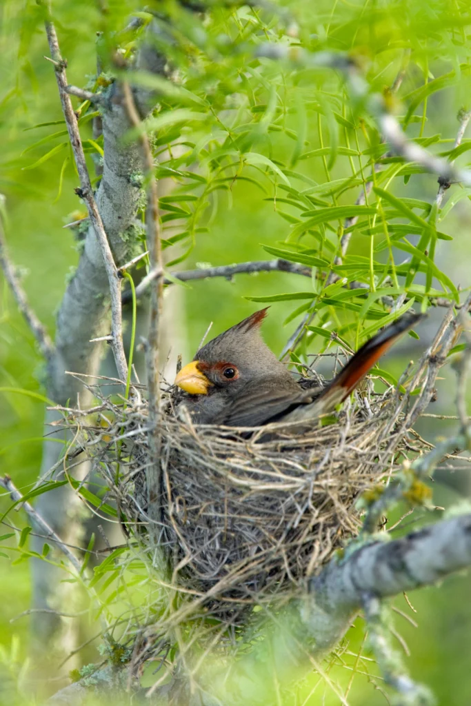 Female Pyrrhuloxia on nest. Photo by Bill Gozansky, Alamy.