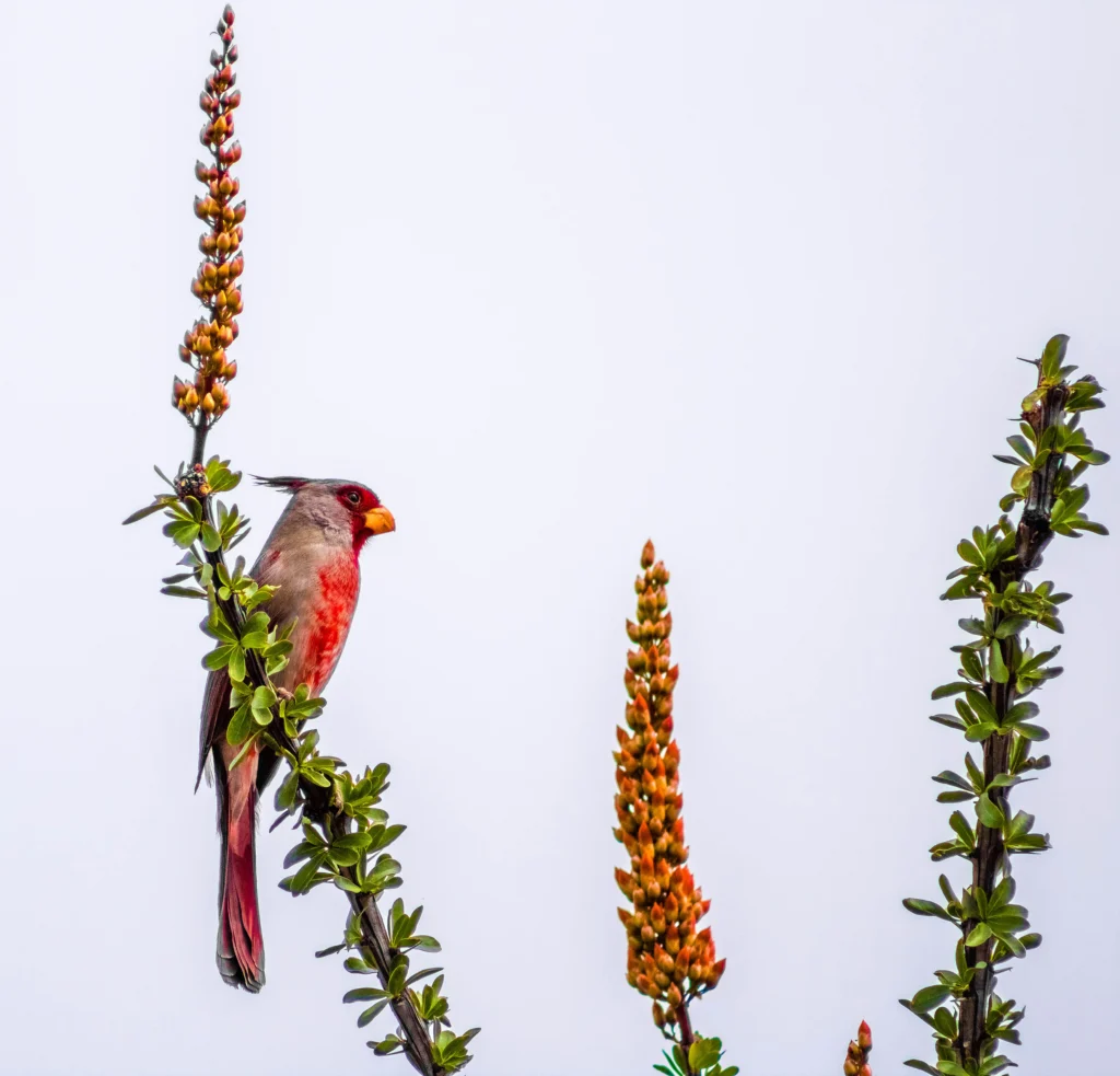 Pyrrhuloxia. Photo by Charles T. Peden, Shutterstock.