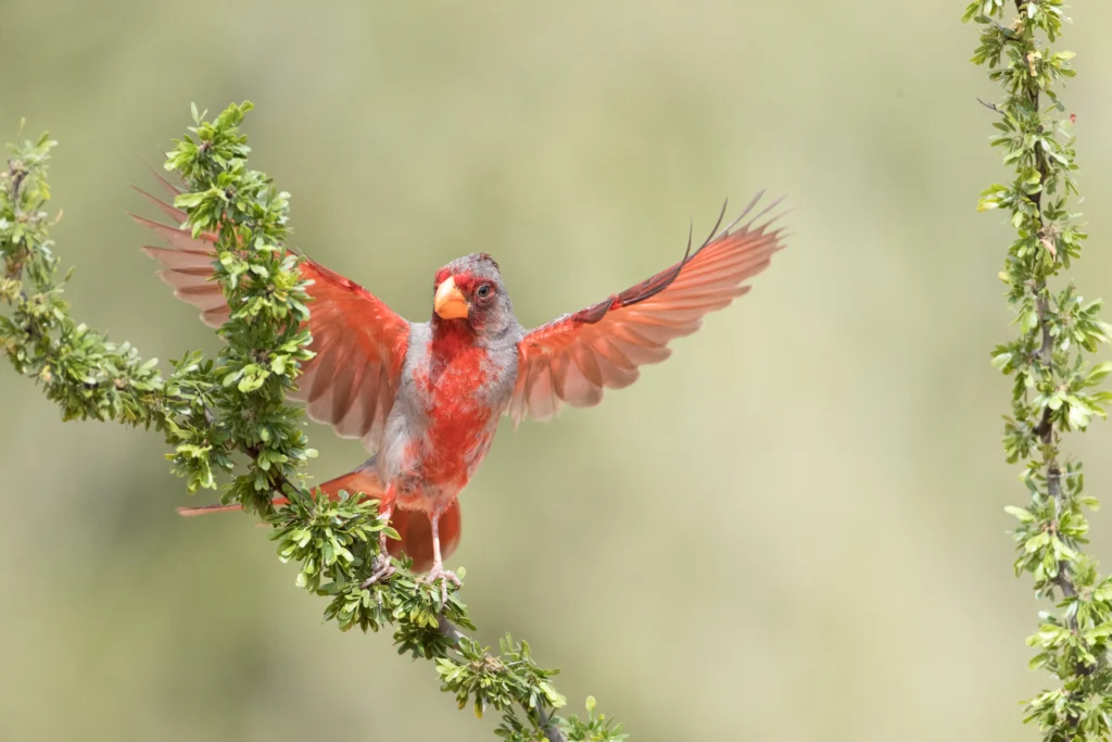 Pyrrhuloxia. Photo by Dennis W Donohue, Shutterstock.
