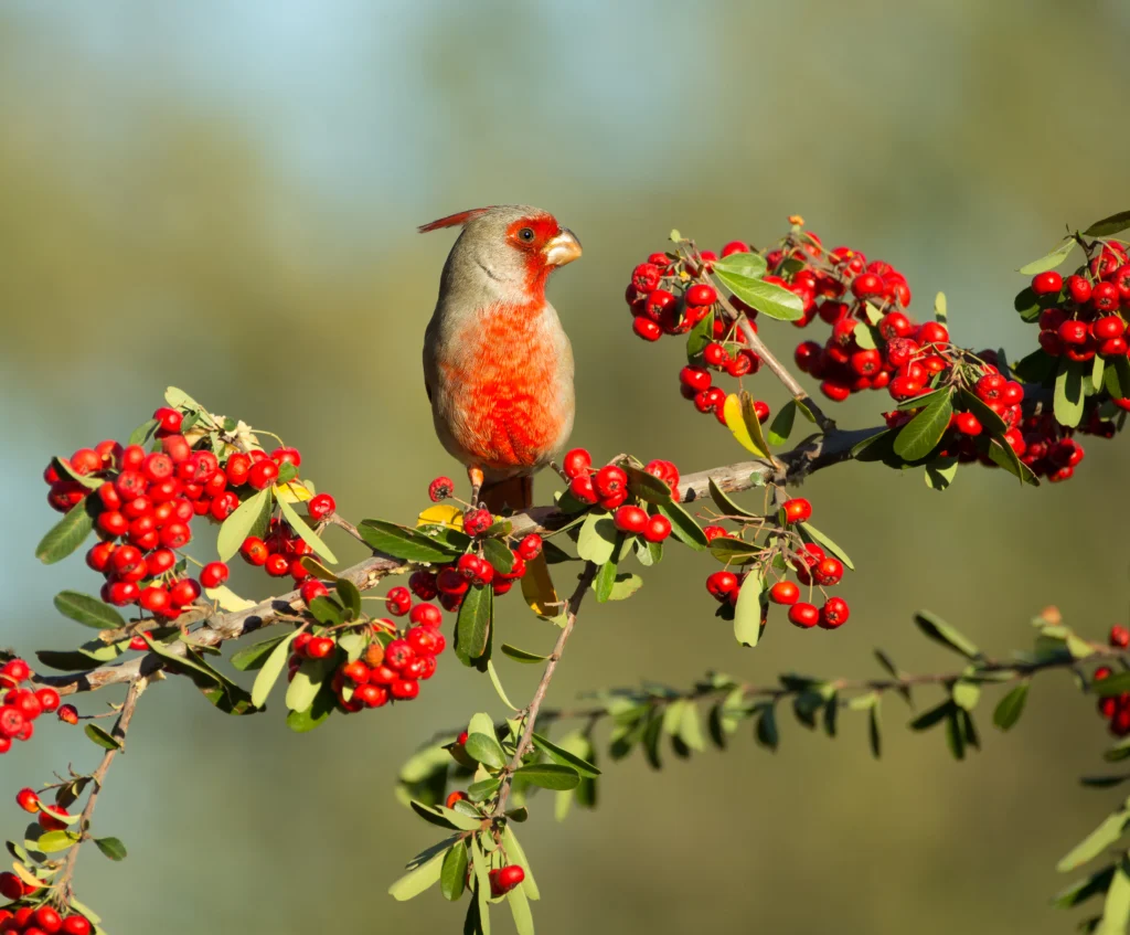 Pyrrhuloxia. Photo by Agnieszka Bacal, Shutterstock.
