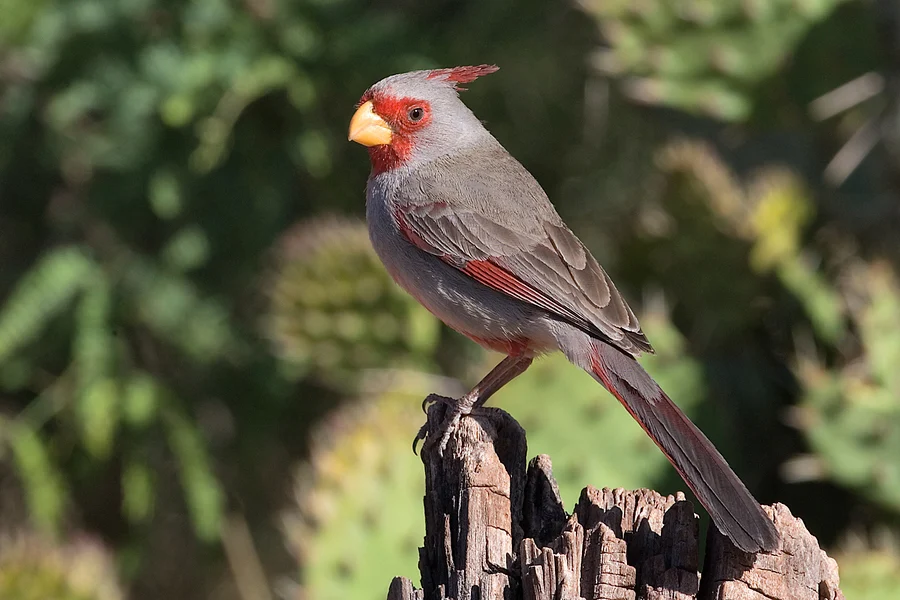 Pyrrhuloxia. Photo by Alan Wilson.