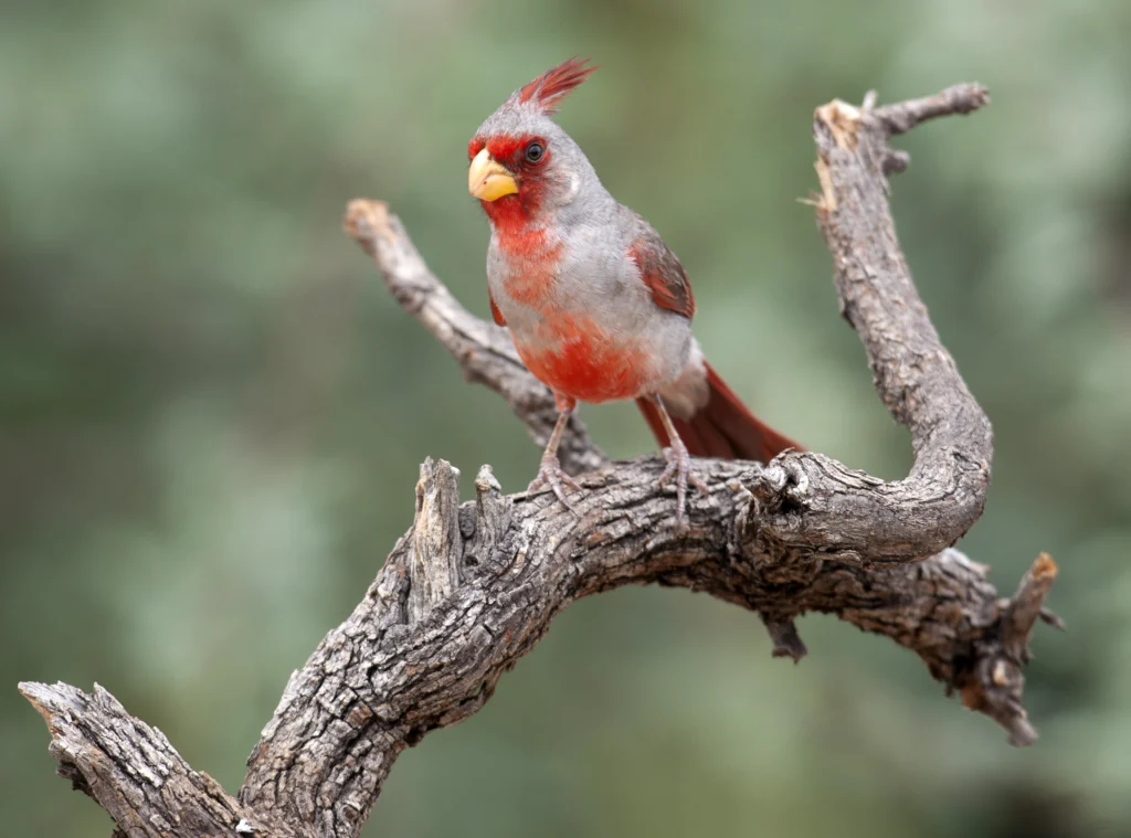 Pyrrhuloxia. Photo by @Michael Stubblefield.