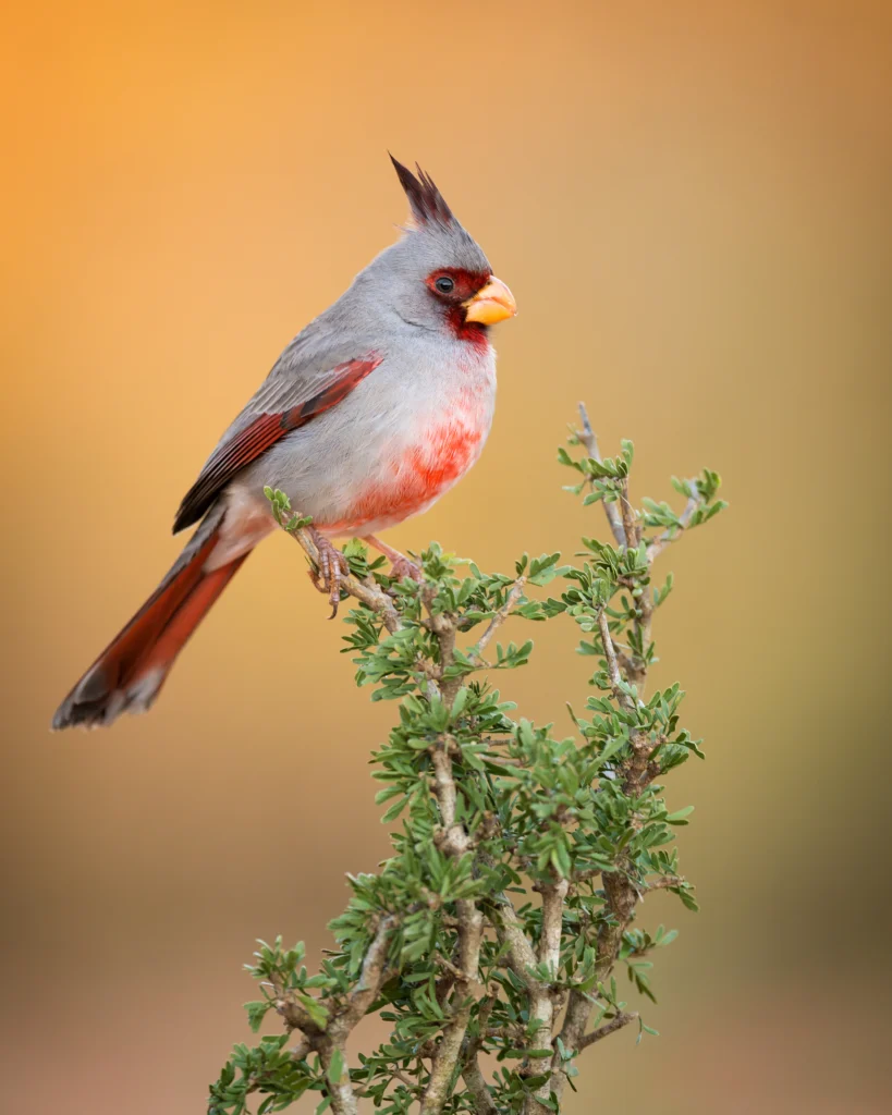 Pyrrhuloxia. Photo by Nagel Photography, Shutterstock.