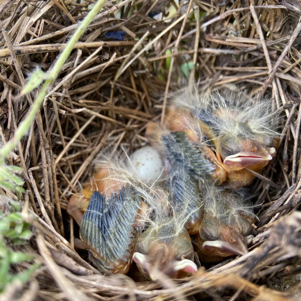 Saffron-cowled-Blackbird chicks. Photo by Maximiliano Minuet.
