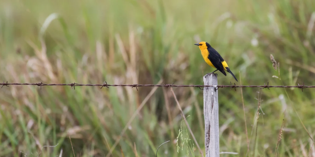 Saffron-cowled-Blackbird. Photo by AGAMI Stock, Getty Images.