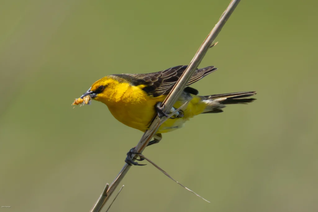 Saffron-cowled-Blackbird. Photo by John Hannan.