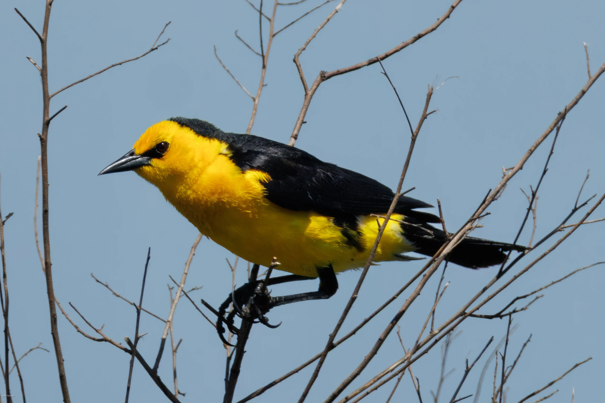 Saffron-cowled-Blackbird. Photo by John Hannan.