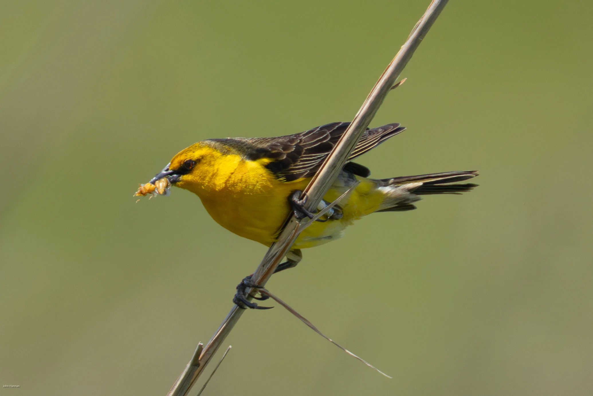 Saffron-cowled-Blackbird. Photo by John Hannan.