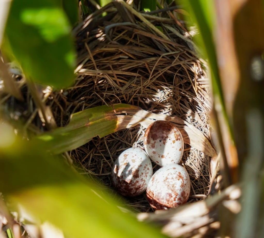 Saffron-cowled-Blackbird nest and eggs. Photo by Tatiana Berman.