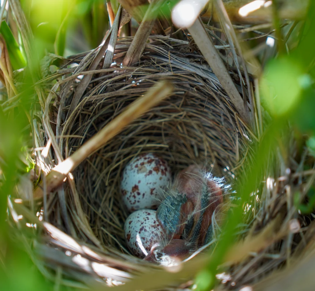 Saffron-cowled-Blackbird nest and eggs. Photo by Tatiana Berman.