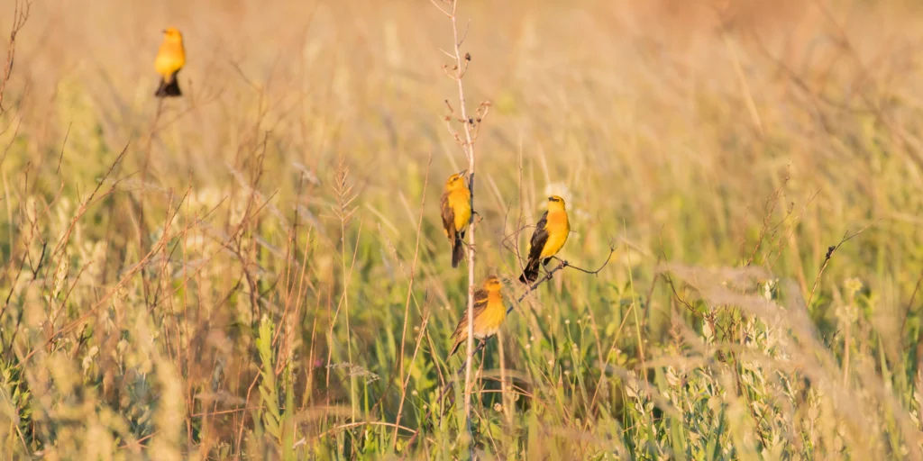 Saffron-cowled-Blackbirds. Photo by AGAMI Stock, Getty Images.