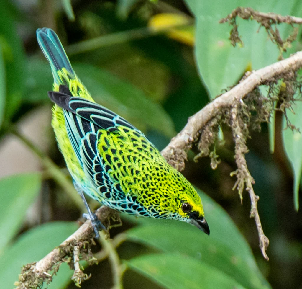 Speckled Tanager. Photo by Owen Deutsch, owendeutsch.com.
