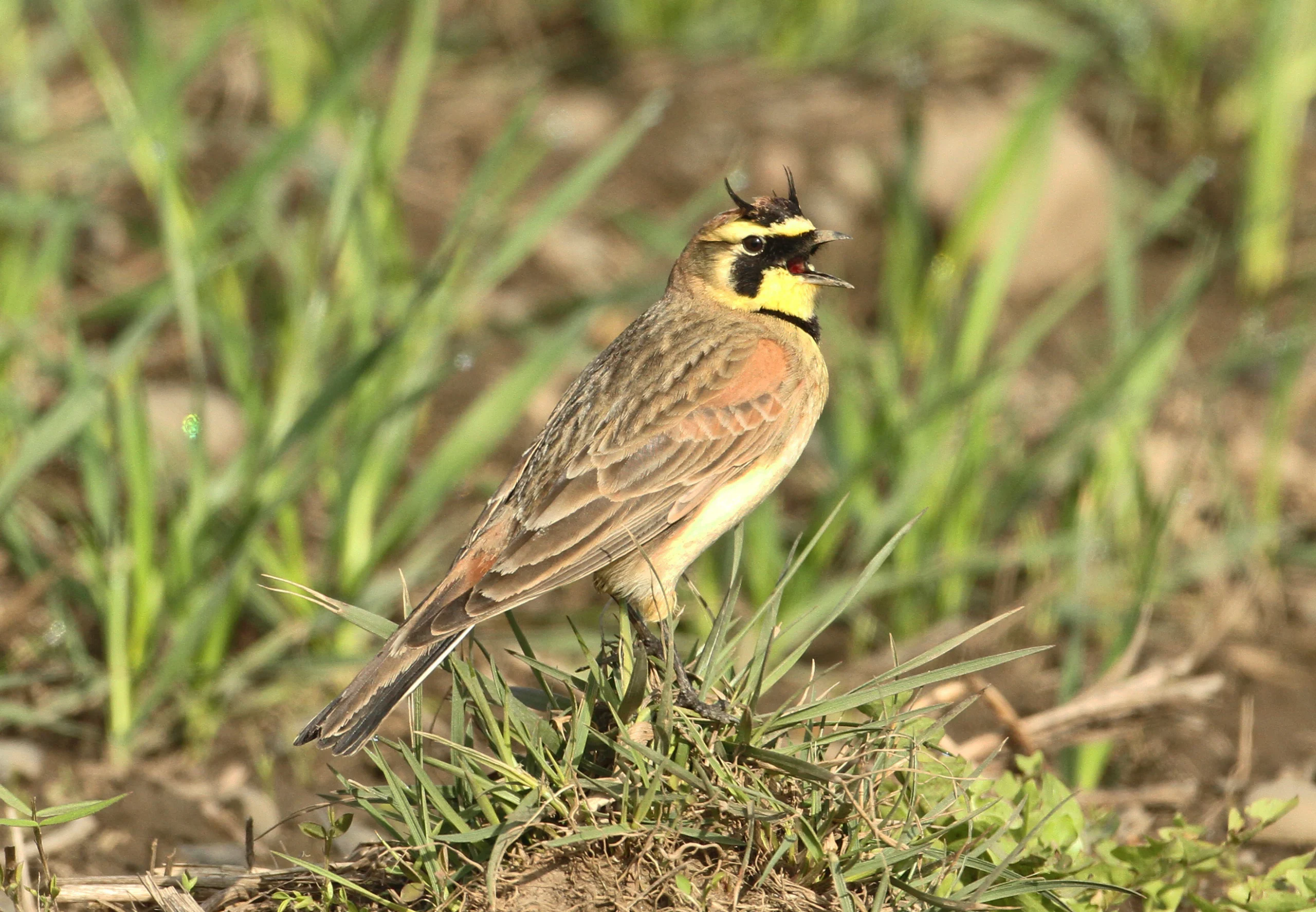 Streaked Horned Lark. Photo by Jim Leonard.