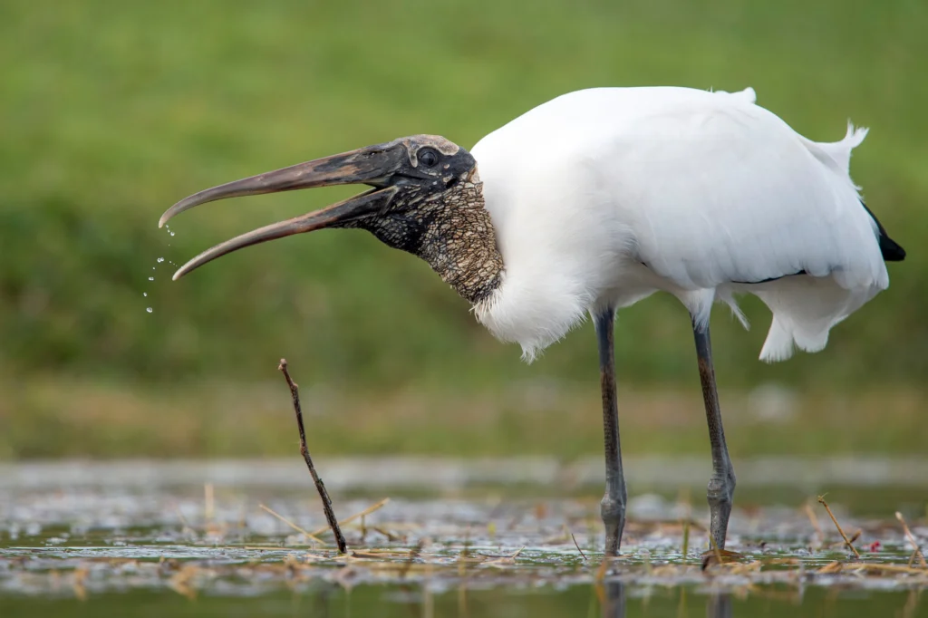 Wood Stork. Photo by Ray Hennessy, Shutterstock.