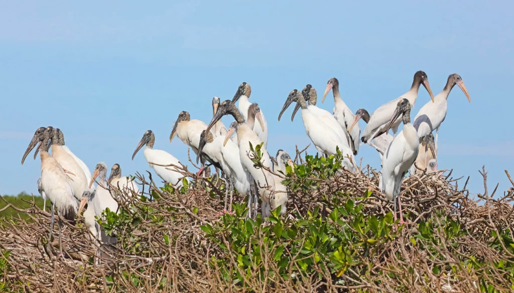 Wood Stork nest colony. Photo by Greg Homel, Natural Elements Productions.