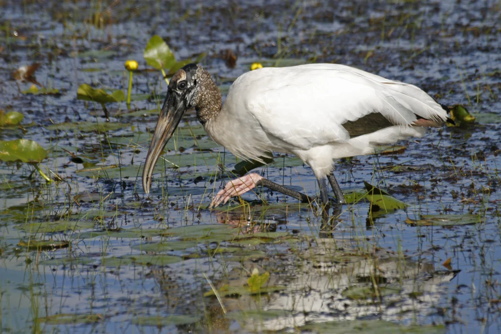 Wood Stork. Photo by Larry Master, masterimages.org.