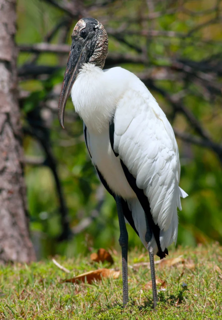 Wood Stork. Photo by Cynthia Kidwell, Shutterstock.