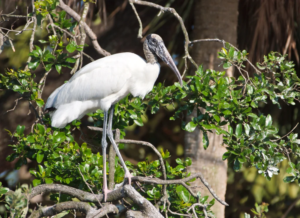 Wood Stork. Photo by Elliotte Rusty Harold, Shutterstock.