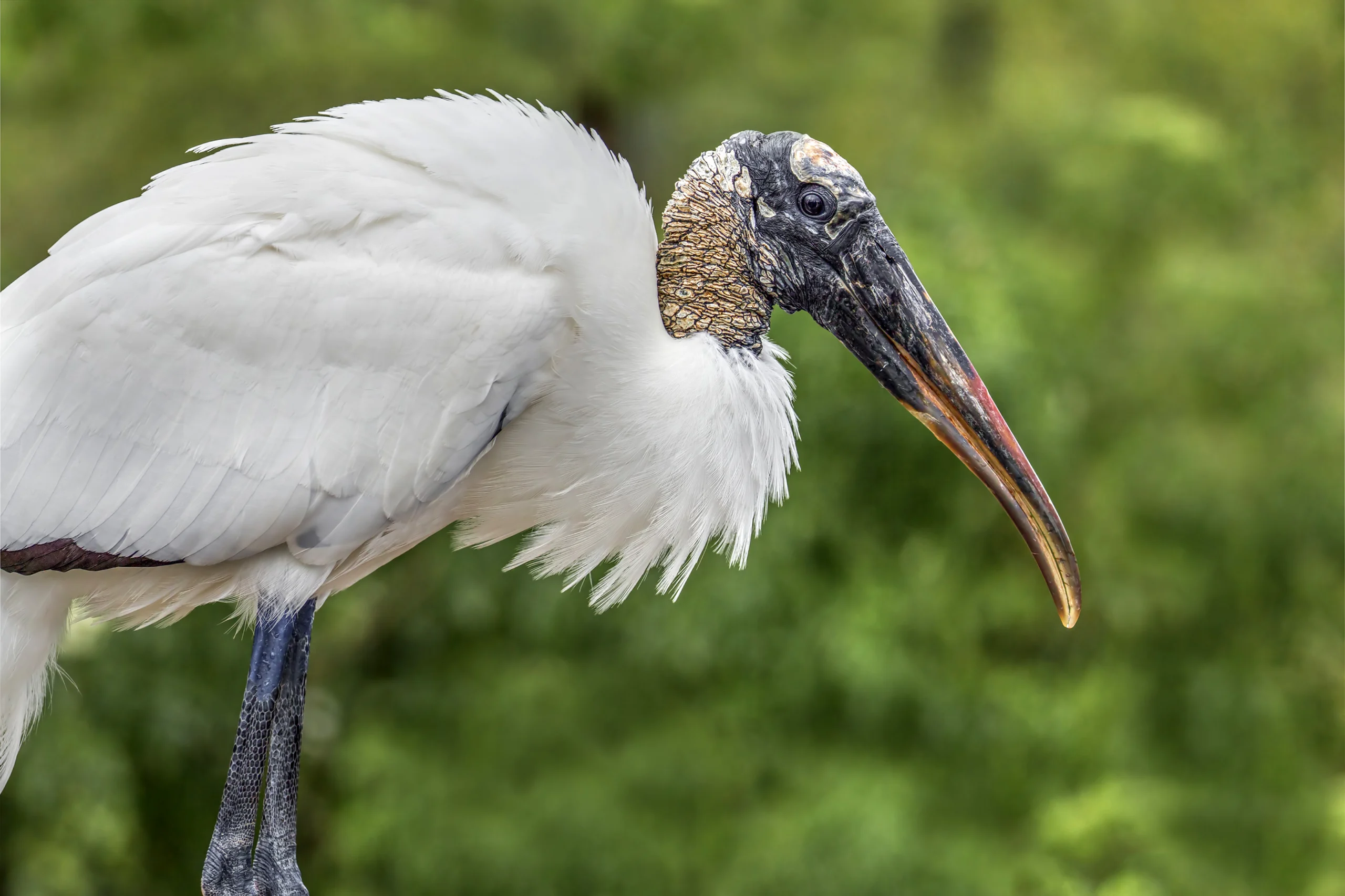 Wood Stork. Photo by Kenneth Keifer, Shutterstock.