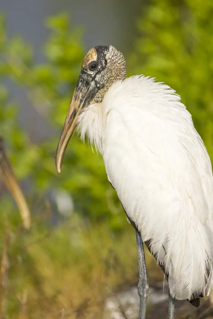 Wood Stork. Photo by Norman Bateman, Shutterstock.