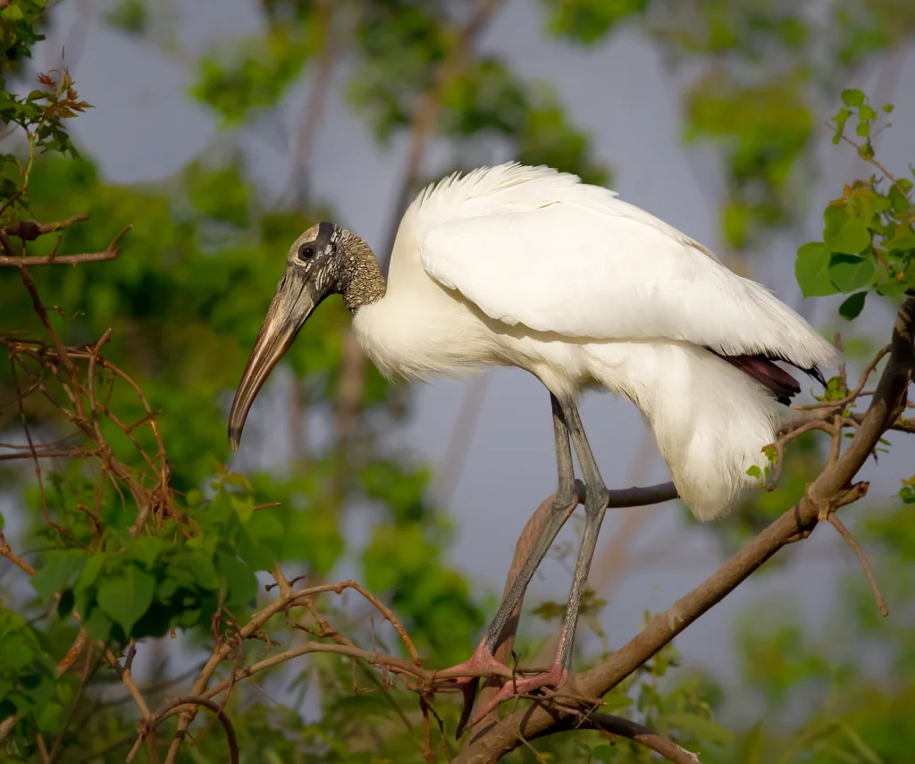 Wood Stork. Photo by Phaeton Place, Shutterstock.