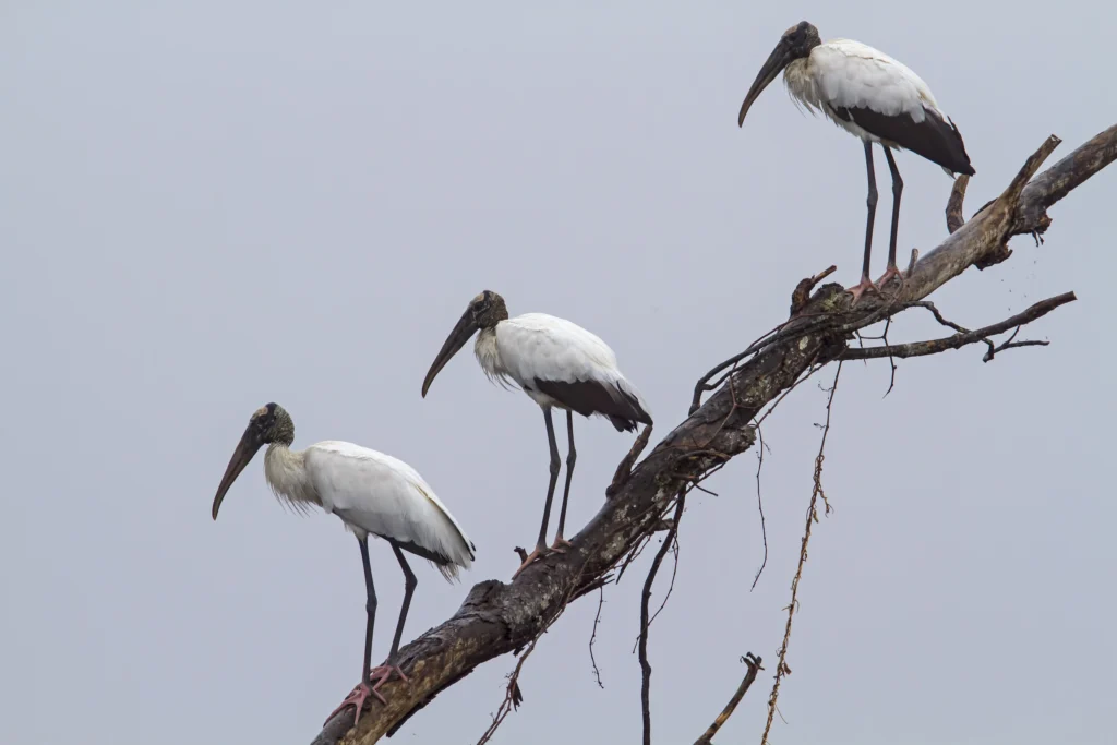 Wood Stork group. Photo by Larry Master, masterimages.org.