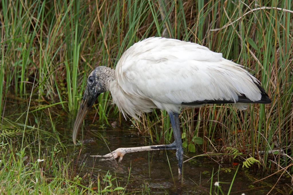 Wood Stork. Photo by rorue, Shutterstock.