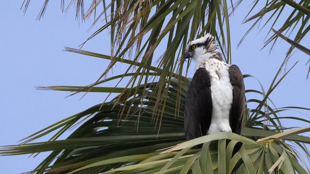 Osprey perched in palm tree. Photo by Don DesJardin.