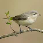 Eastern Warbling Vireo. Photo by Agami Photo Agency, Shutterstock.