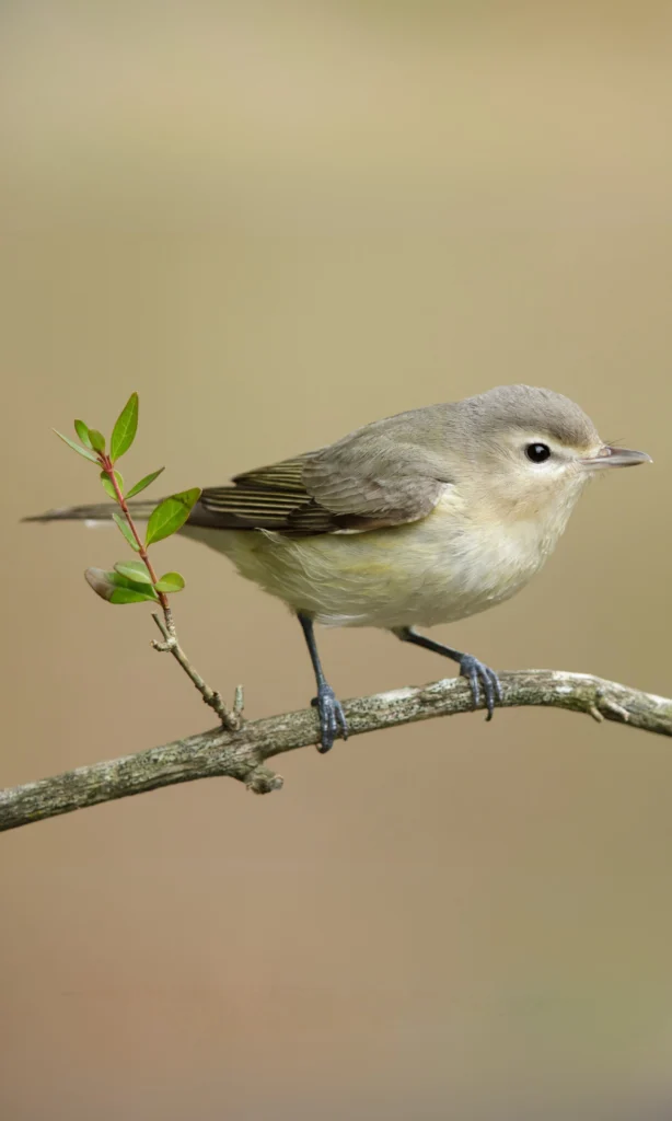 Eastern Warbling Vireo. Photo by Agami Photo Agency, Shutterstock.