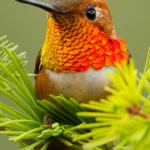 Rufous Hummingbird. Photo by Scott Bechtel.
