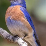 Western Bluebird. Photo by Hayley Crews, Shutterstock.