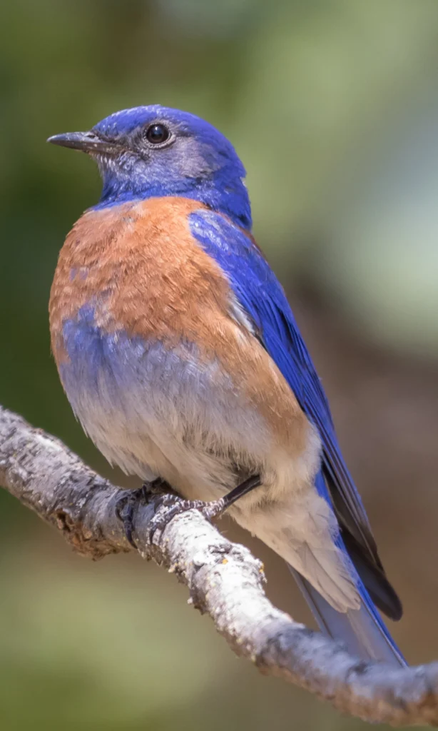 Western Bluebird. Photo by Hayley Crews, Shutterstock.