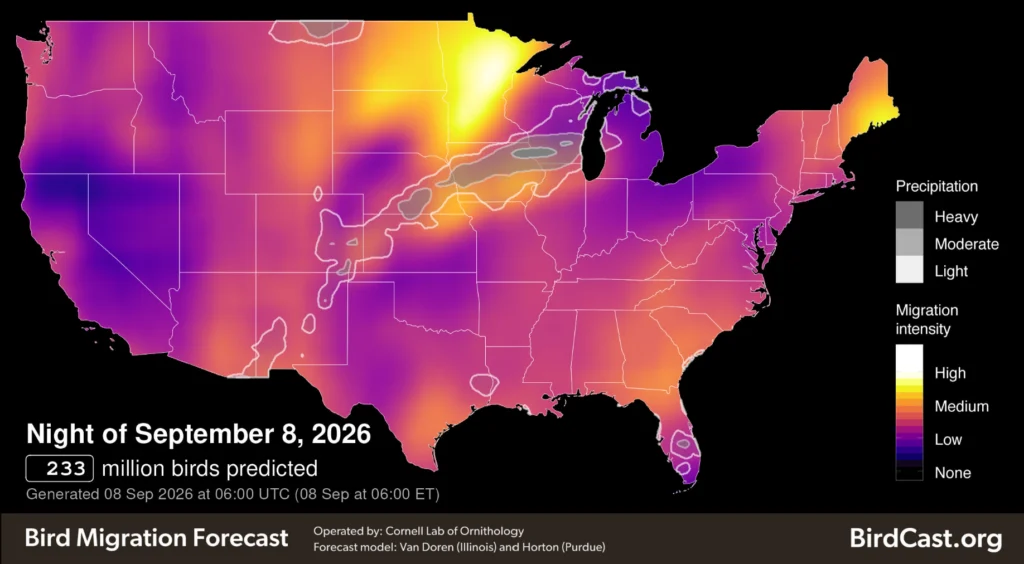 BirdCast forecasting map showing predicted bird migration.