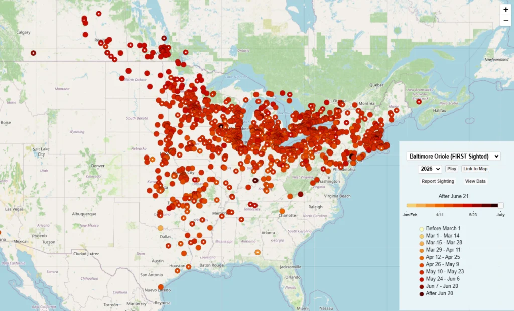 Map from Journey North showing sightings of Baltimore Orioles submitted through a community science initiative.