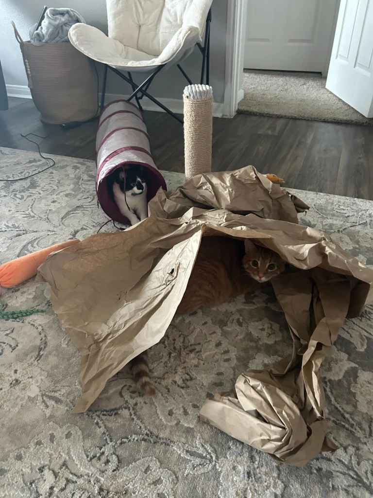 Piper and Tiger have access to enrichment to stay busy. Photo by Sarah Belles.