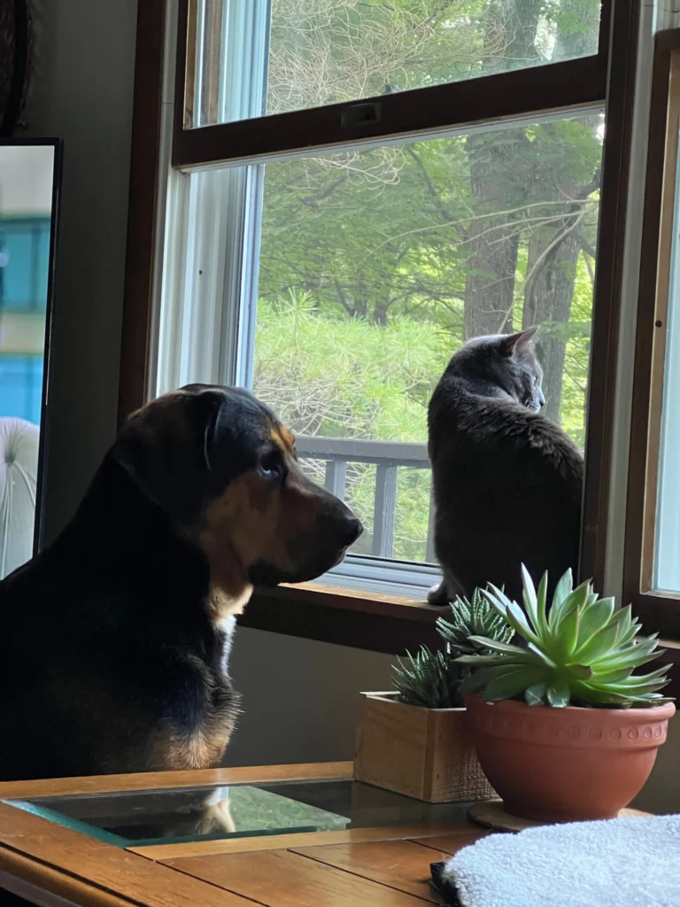 Boekeloo has a front row seat to watch the birdfeeders. Photo by Nicole Schafer.