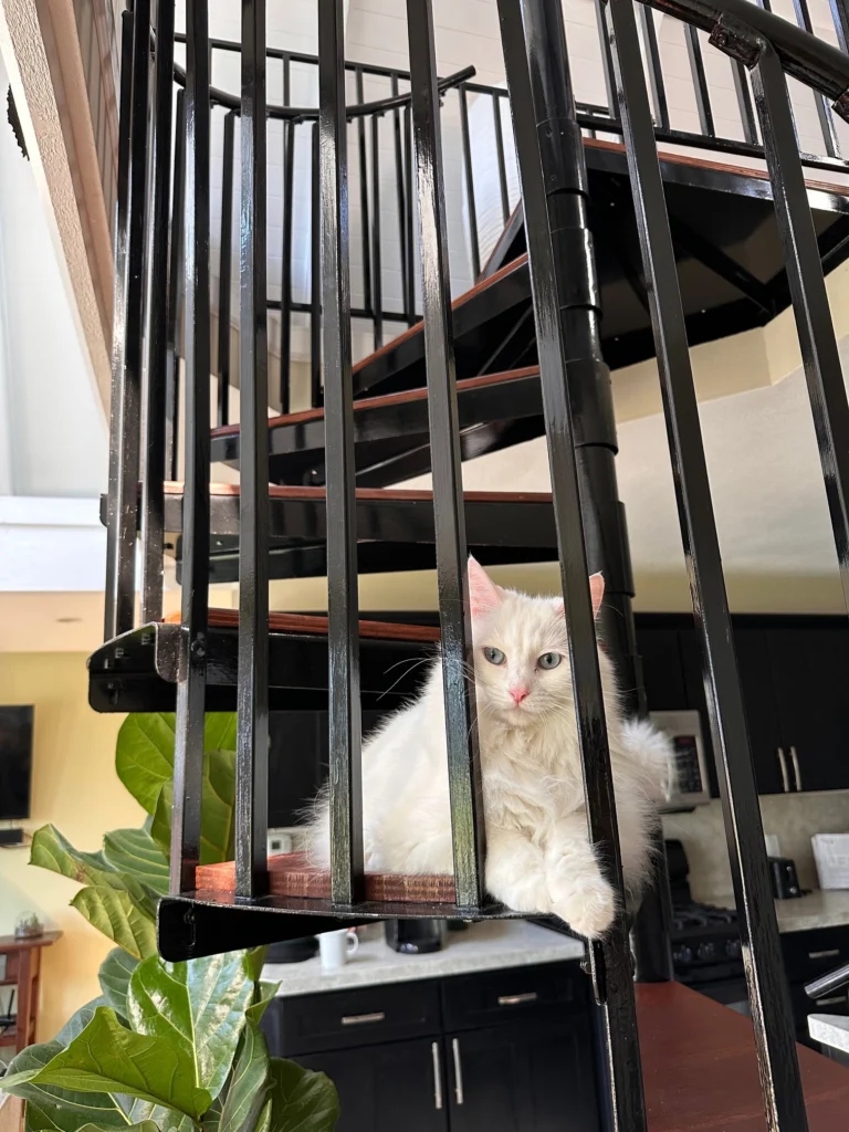 Penelope uses the staircase as her cat tower. Photo by Rebekah Rylander.