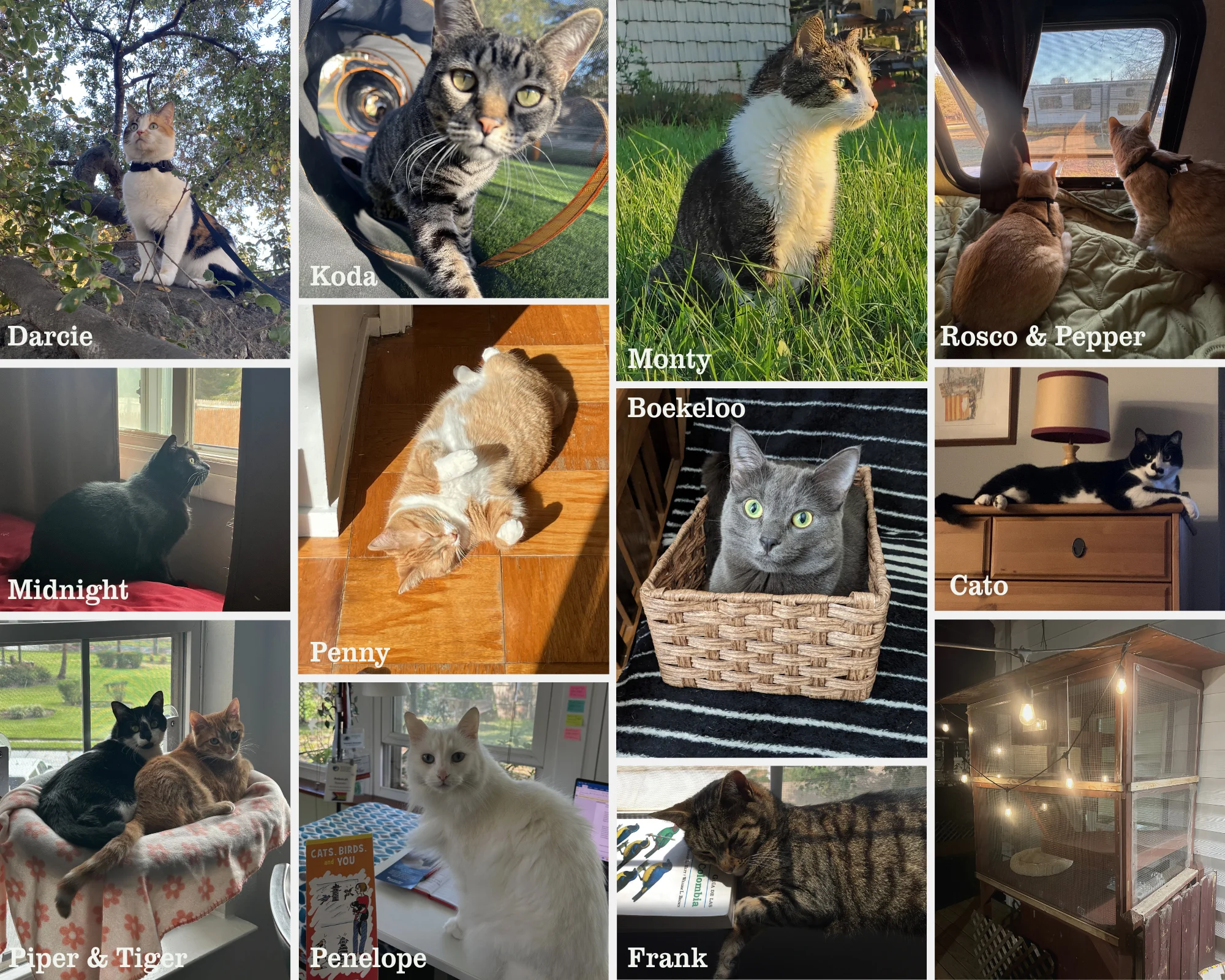 The cats of ABC. Photo by American Bird Conservancy.