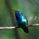 A Santa Marta Sabrewing hummingbird perches on a branch against a background of dense foliage.