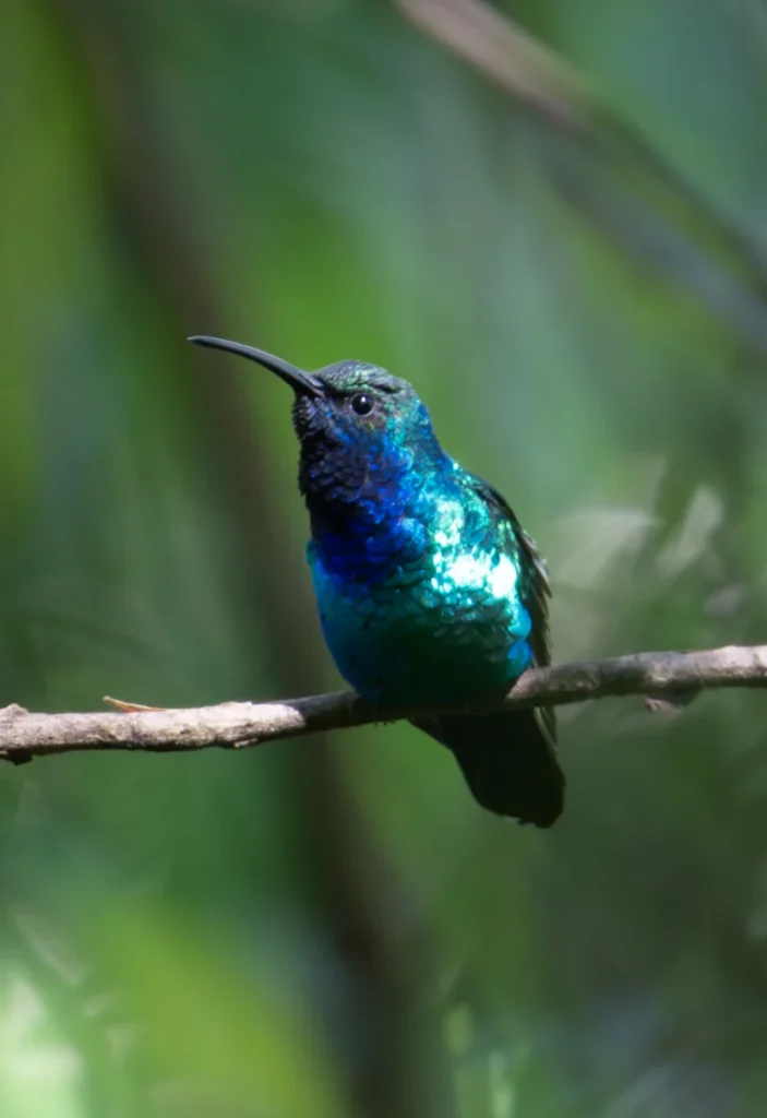 A Santa Marta Sabrewing hummingbird perches on a branch against a background of dense foliage.