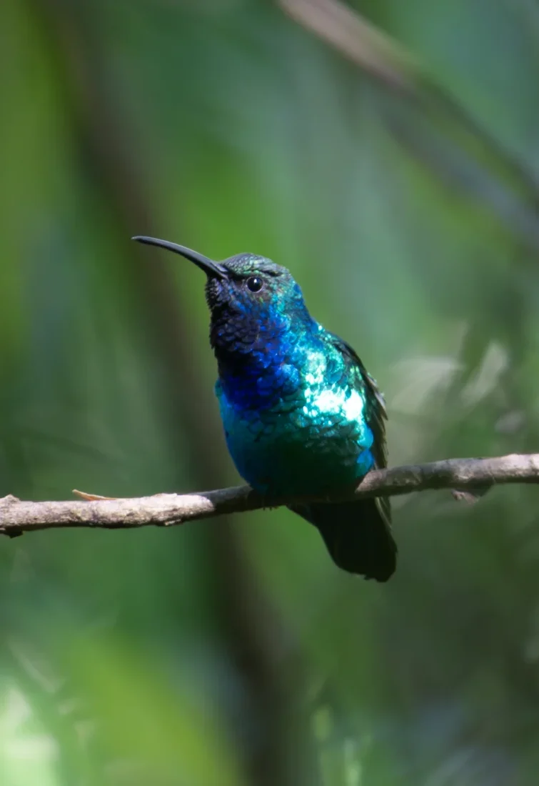 A Santa Marta Sabrewing hummingbird perches on a branch against a background of dense foliage.