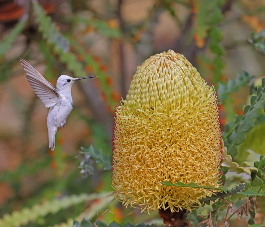 Leucistic Anna’s Hummingbird male. Photo by Greg Homel, Natural Elements Productions.
