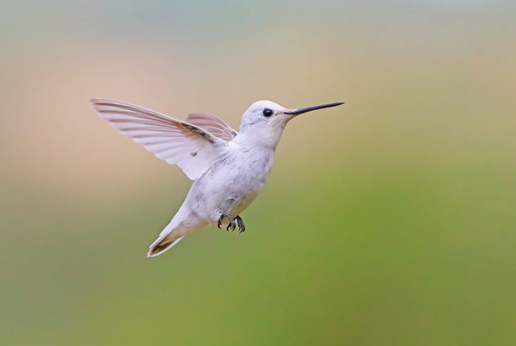 Leucistic Anna’s Hummingbird male. Photo by Greg Homel, Natural Elements Productions.