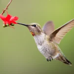 Anna’s Hummingbird female. Photo by Jesse Nguyen, Shutterstock.