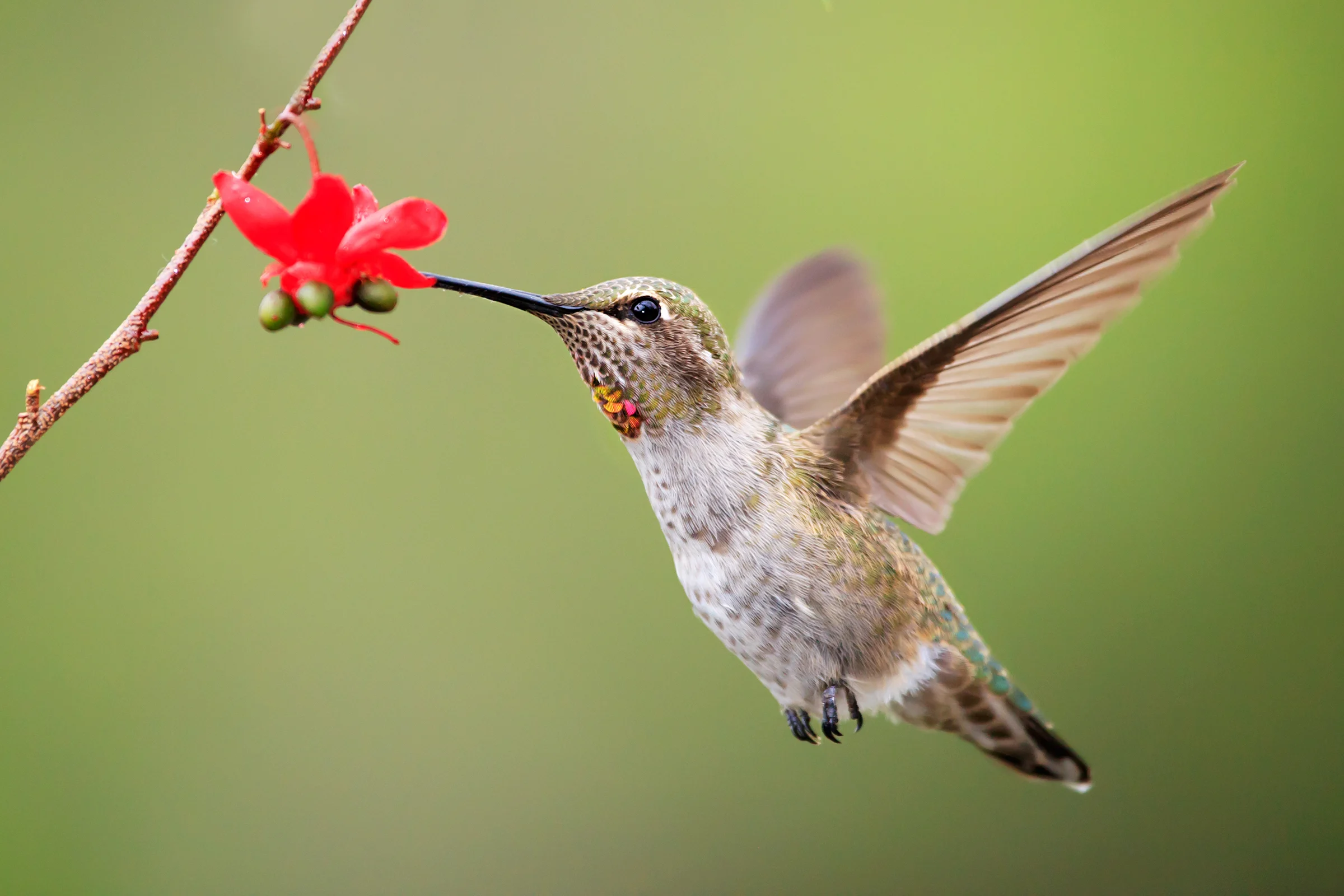 Bid for Birds - American Bird Conservancy