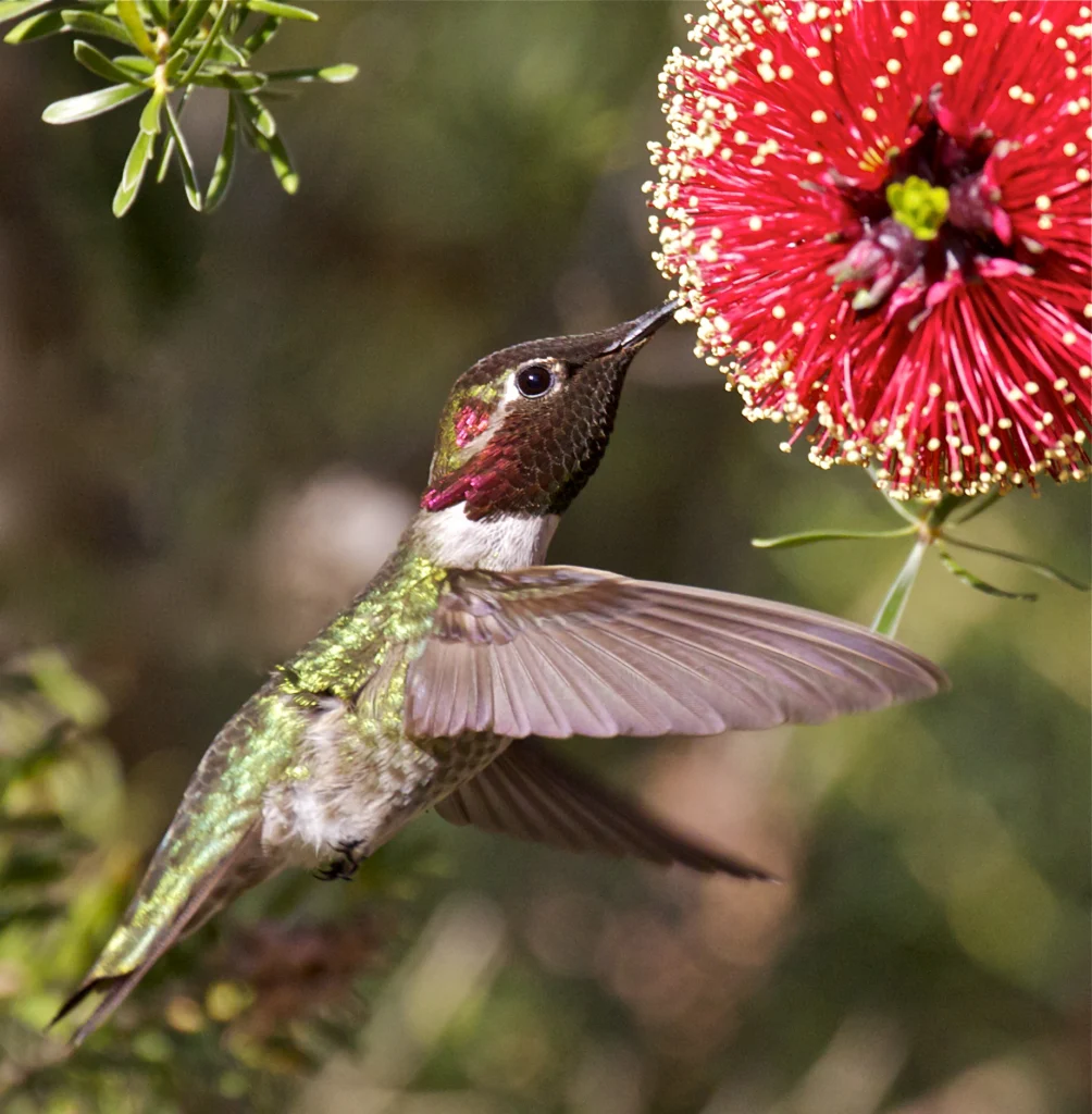 Anna’s Hummingbird. Photo by Teddy Llovet, Flickr.