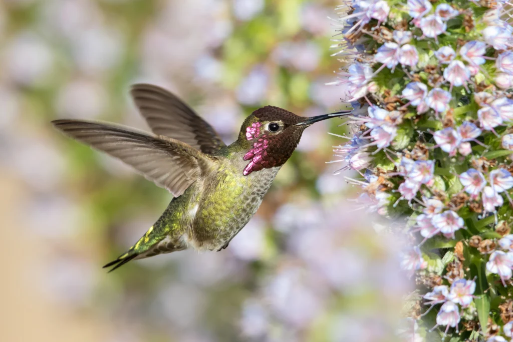 Anna’s Hummingbird. Photo by Keneva Photography,Shutterstock.