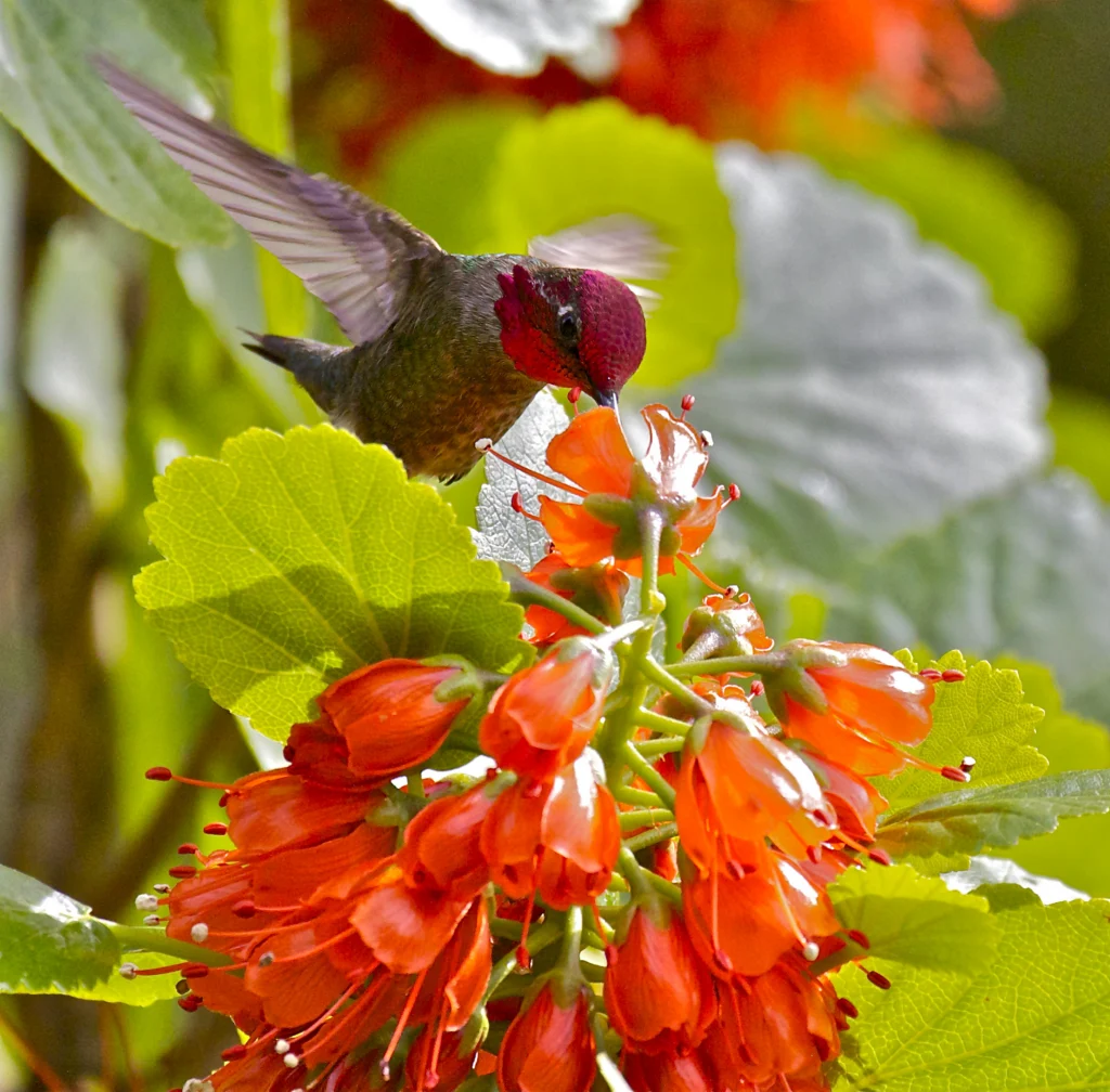 Anna’s Hummingbird. Photo by Teddy Llovet, Flickr.