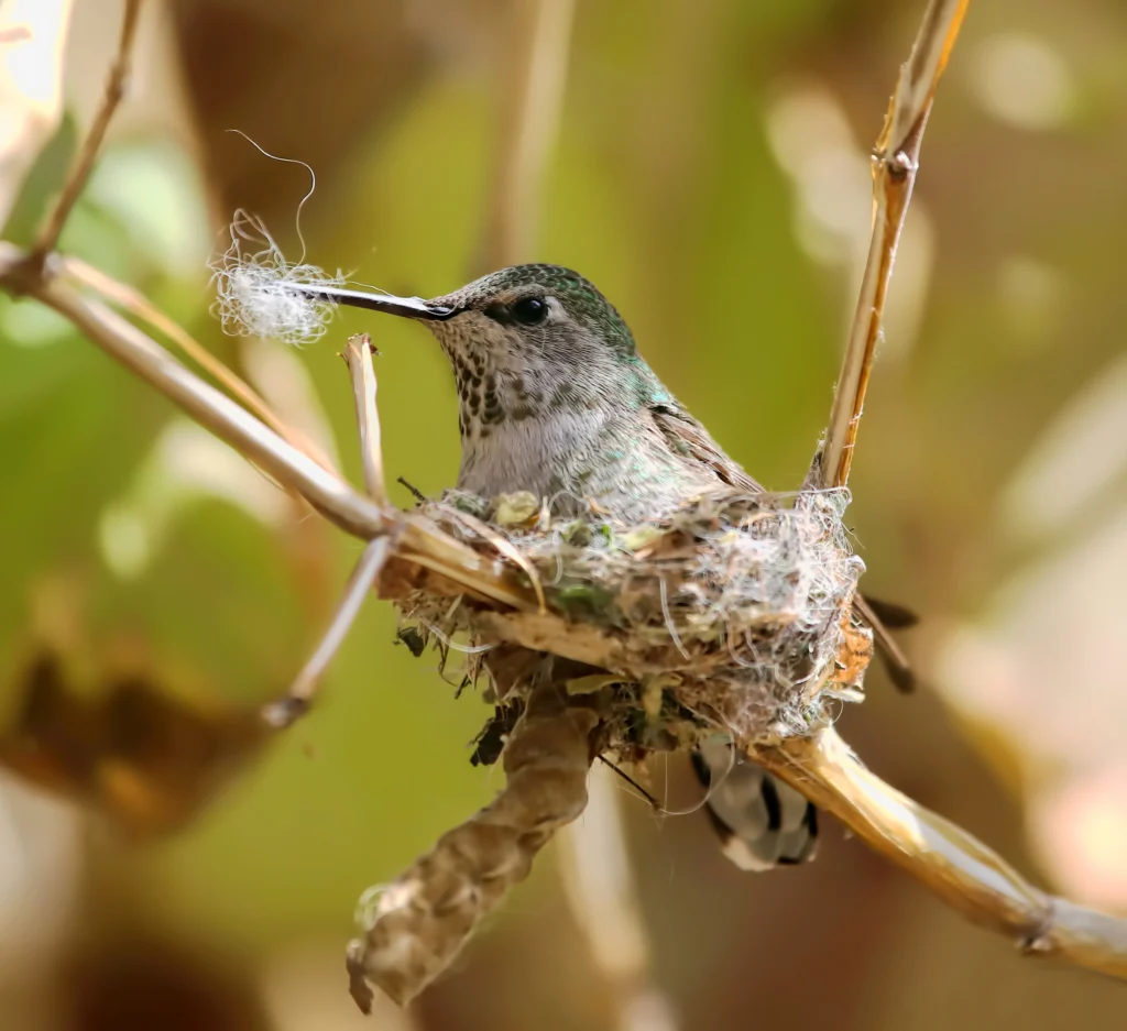 Anna’s Hummingbird female building nest. Photo by Pamela Astrogypsies, Shutterstock.